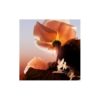 Lancôme Idôle Now Florale Eau de Parfum